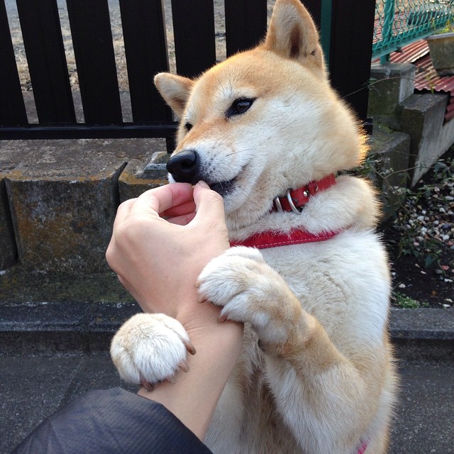 意甲精彩瞬间：场上场下激情四溢！，意甲 视频