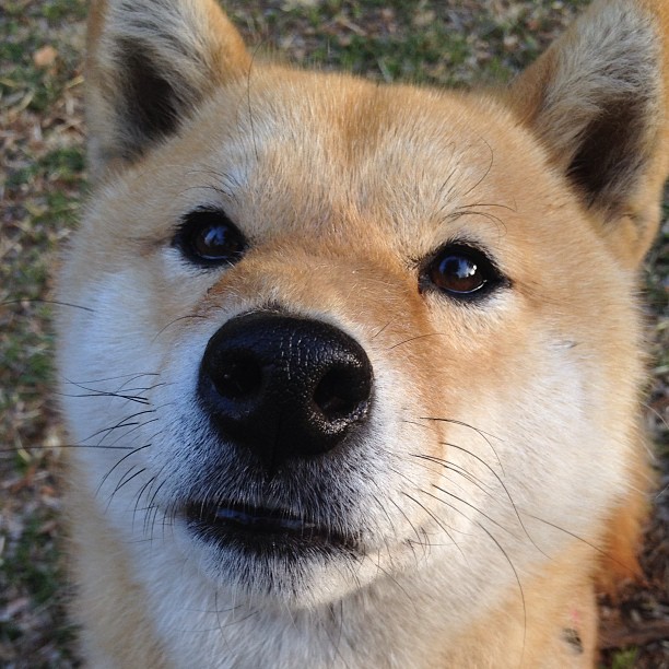 斯密斯：新西兰全黑队的灵魂人物，比赛节奏的掌控者，新西兰smith官网