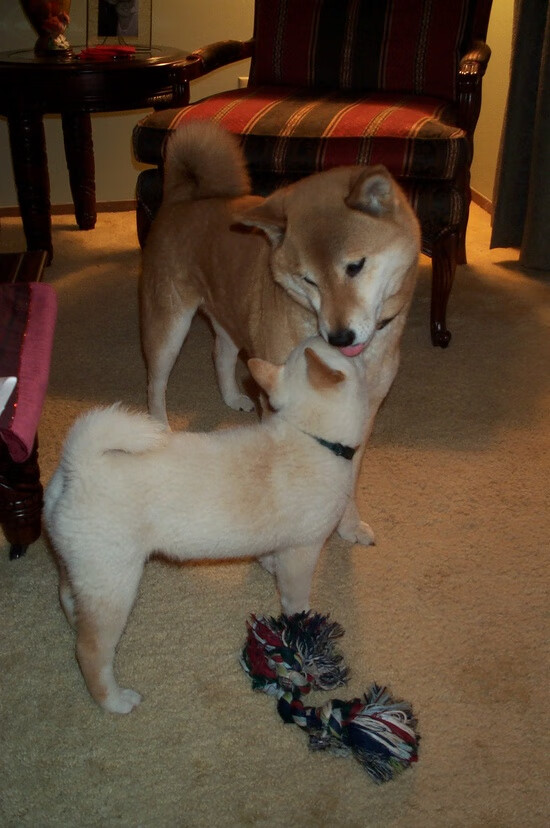 美洲杯明星会战：个人能力与团队配合的极致体现，美洲杯大名单