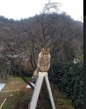 职业俱乐部建设球员能力图谱提升训练目标针对性，职业球队的图片