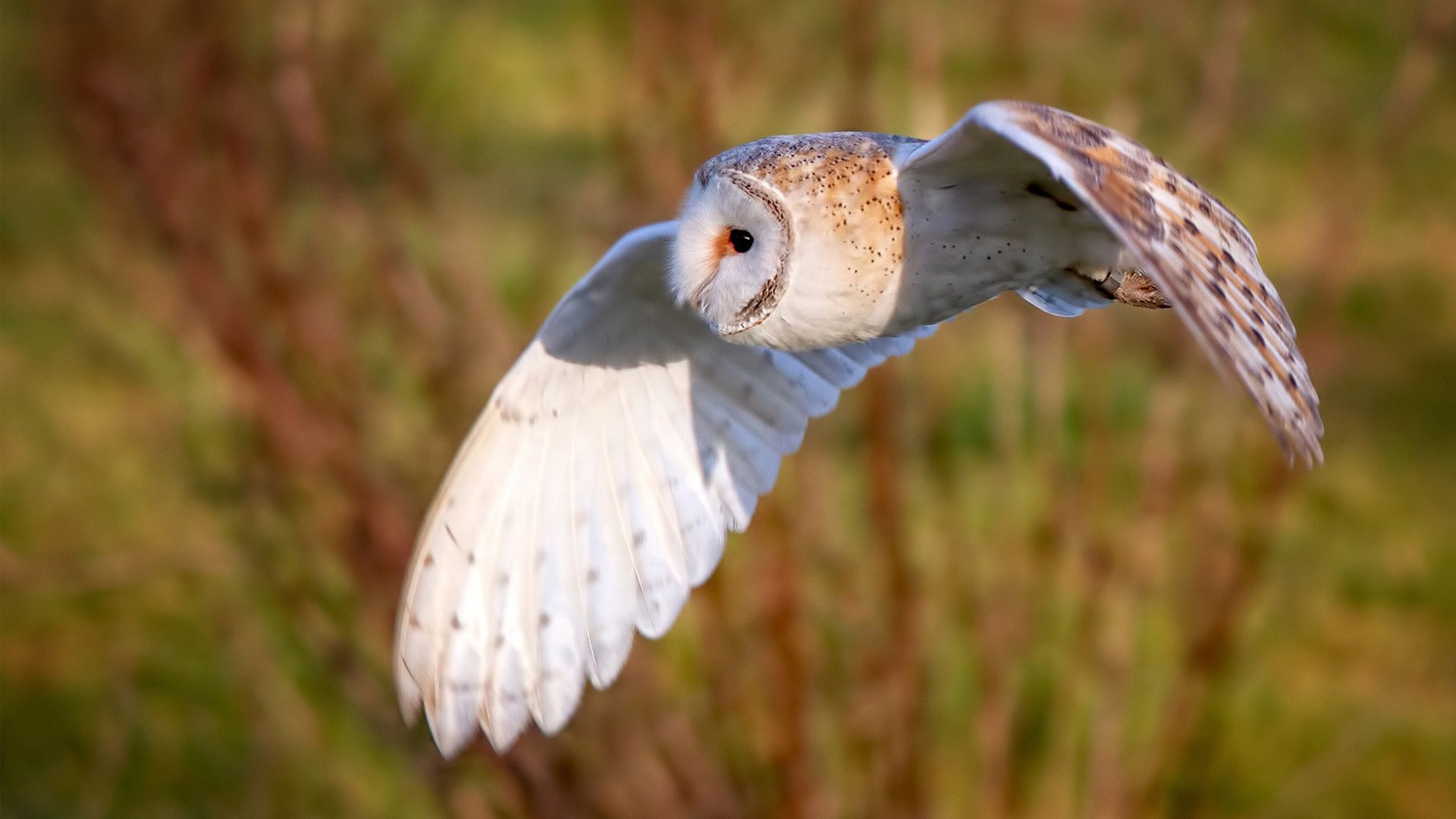 英国男子4×200米自由泳接力决赛表现超预期，男子4×200米自由泳接力世界纪录