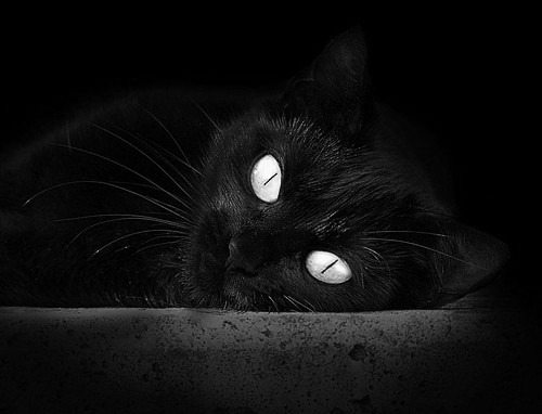 自由泳长距离突尼斯展现耐力，自由泳 突尼斯