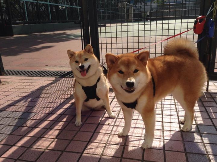 英超变幻莫测：逆境中展现斗志与勇气，zaker 英超