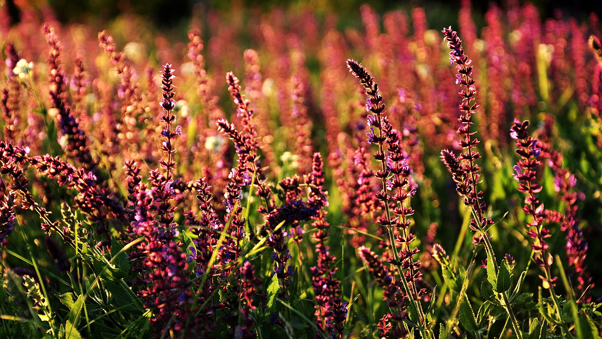 爱游戏体育平台-马克·阿特金森：南非队最具攻击性的边锋，实力引爆赛场，马克·阿特金斯